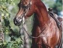 versacebridle