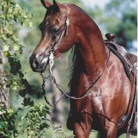versacebridle