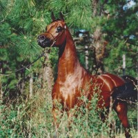versacewoods
