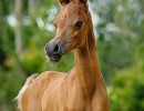 dh philomena0630 07