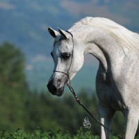 ladiveronika