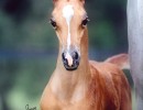 ladykathleen2
