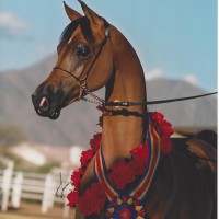 odysseyscyearling