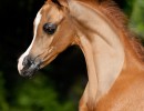 verian mpsally11colt0319 11web
