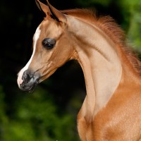verian mpsally11colt0319 11web
