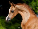 verian mpsally11colt0319 11