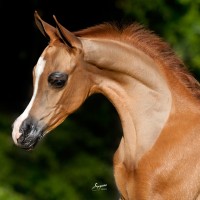 verian mpsally11colt0319 11