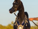 versace eros722