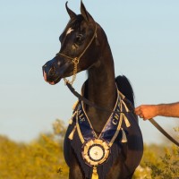 versace eros722