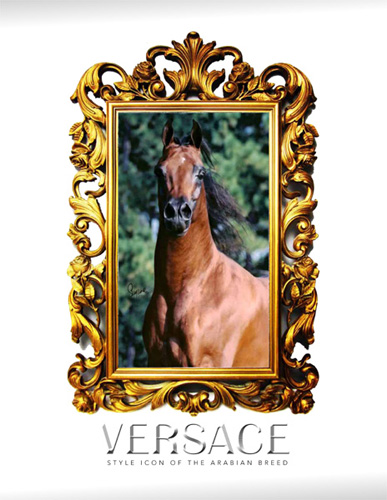 rojo versacedigitalstory cover